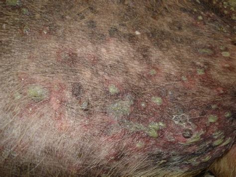 Canine Bacterial Pyoderma Indications And Skin Sampling Techniques