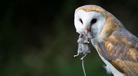 Blood-Thinning Rodenticide is Killing Birds