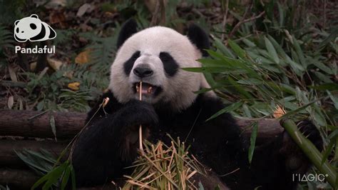 Literally Just Pandas Eating Bamboo Youtube