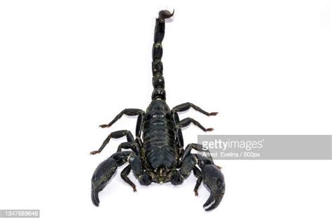 Emperor Scorpion Photos And Premium High Res Pictures Getty Images