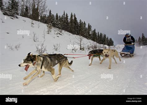 Running Sled Dogs Dog Team Alaskan Huskies Musher Dog Sled Race