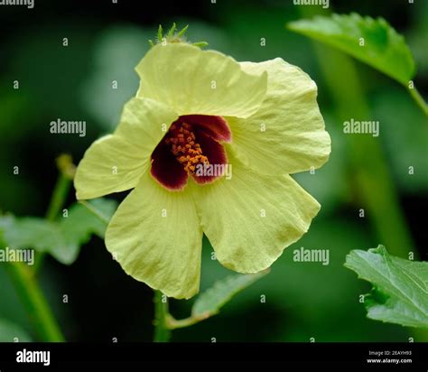Native Hibiscus Hi Res Stock Photography And Images Alamy