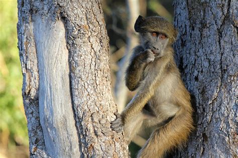 Windhoek To Etosha National Park Drive Artu Expeditions