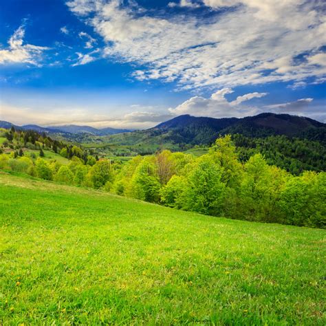 Green Grass On Hillside Meadow In Mountain Stock Image Image Of Bush