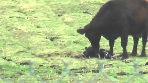 A New Life Cow Giving Birth Youtube