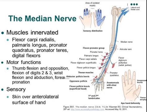 Median Nerve Supply Median Nerve Neuropathy Amboss Skin Over Thenar
