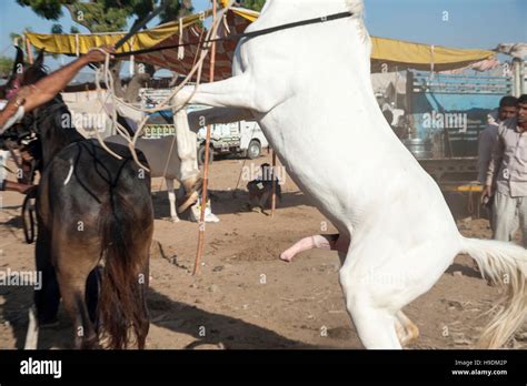 Horses Mating With Man