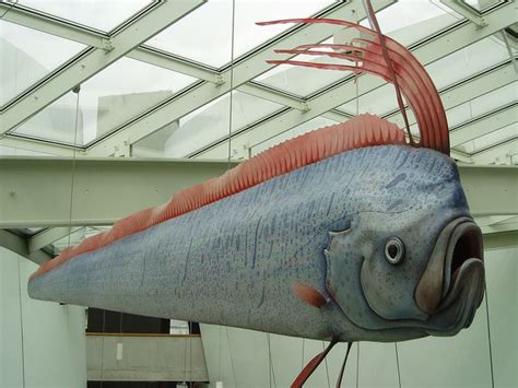 Rare Fish Considered A Harbinger Of Doom Sparks Earthquake Fears In Japan