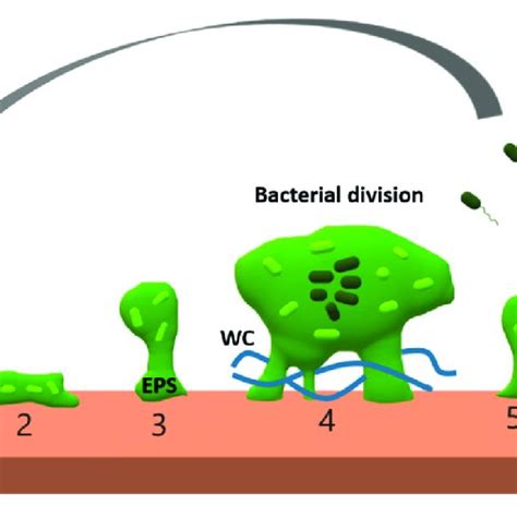 Pdf Phages For Biofilm Removal