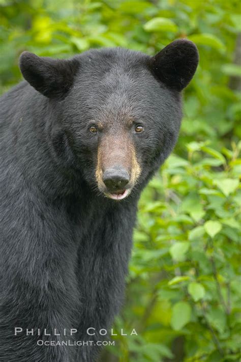 American Black Bear Ursus Americanus Orr Minnesota 18946