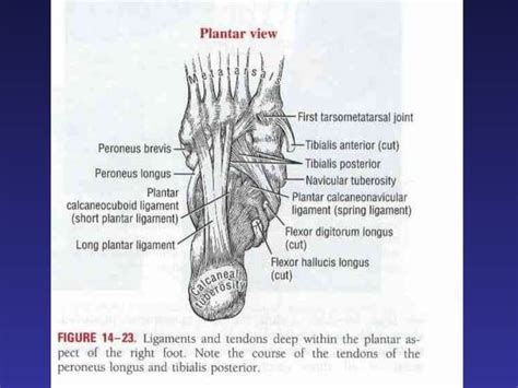 Kinesiology Of Ankle And Foot