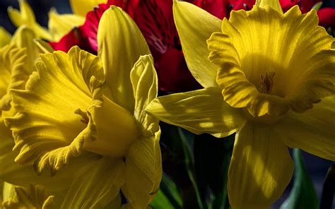 1920x1080px 1080p Free Download Daffodils Yellow Macro Flowers