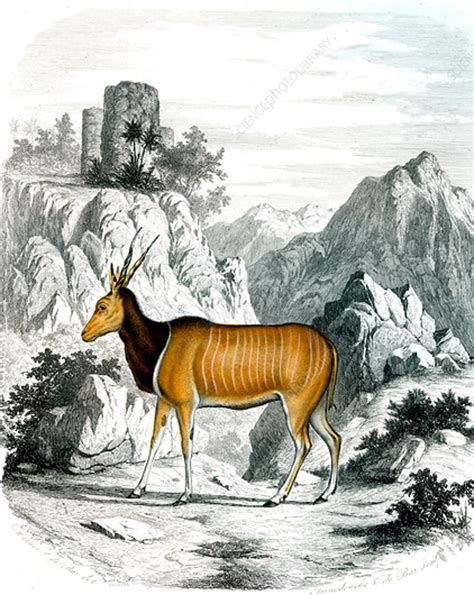 South African Antelope 19th Century Stock Image C0420457