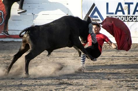 toros a la tica or the reverse bullfighting of costa rica