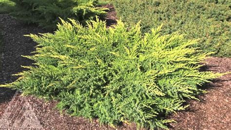 Evergreen Shrubs Youtube