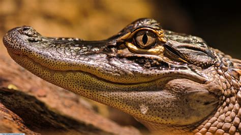 Wallpaper Animals Wildlife Alligators Serpent Gharial Reptile