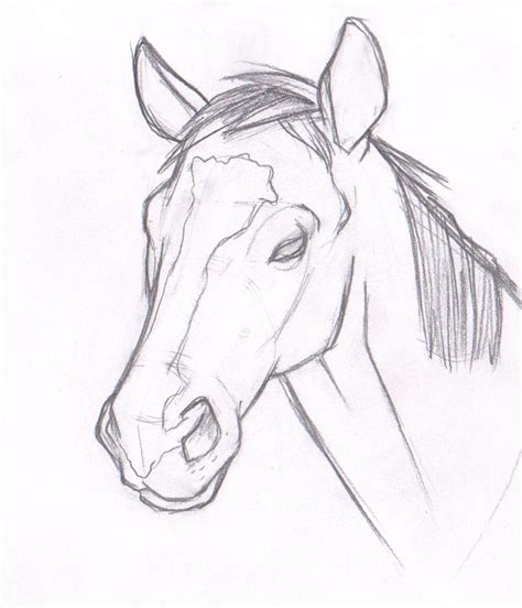 Horses Heads Drawing At Getdrawings Free Download