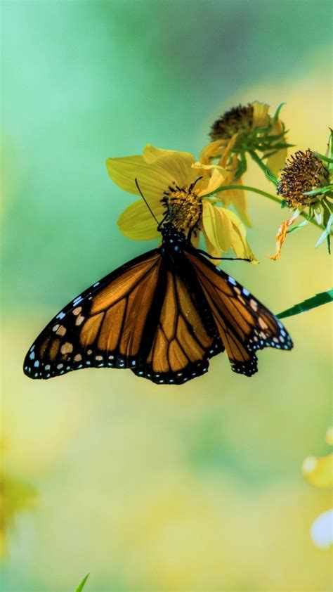 Iphone 7 Wallpaper Butterfly Pictures 2020 3d Iphone