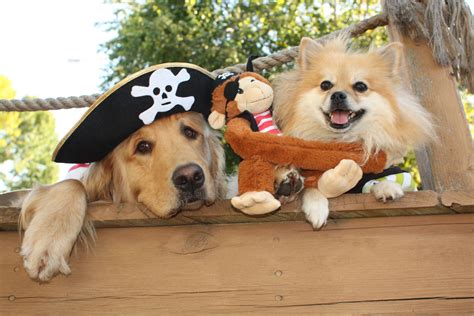 Odie the dog was running around and then suddenly, he just planked with cuteness. Walk the plank! | Dog heaven, Animals, Golden retriever