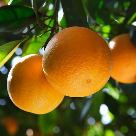 Whats The Difference Between A Navel Orange Tree And A Valencia Tree