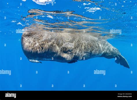 Sperm Whale Physeter Macrocephalus The Sperm Whale Is The Largest Of The Toothed Whales Sperm