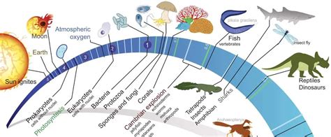 Timeline Of The Evolution Of Life Infographic Simple