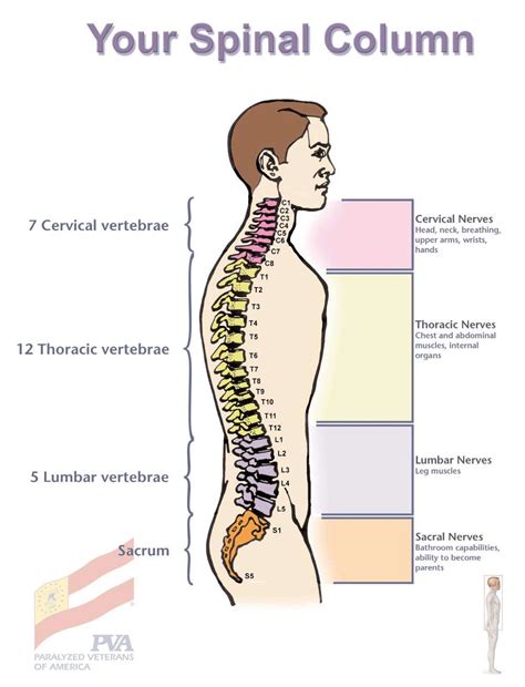 The nervous system controls both voluntary action (like conscious movement) and involuntary actions (like breathing), and sends signals to different parts of the body. Breaking down the parts of the spine. | Pediatric physical ...