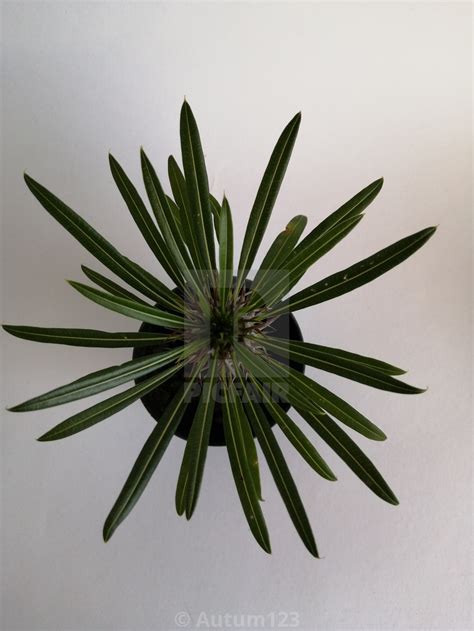 Green Plant With Pointy Leaves License Download Or Print For £744