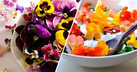 Aug 27, 2019 · watch this video by gary pilarchik (the rusted garden) for ideas to start your spring vegetable gardening: The Edible Flower Guide: Cooking With Flowers from the ...