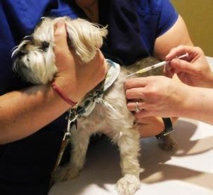 However, another covid vaccine is expected to reach the authorization stage soon from johnson&johnson. Dog Heartworm Prevention - Don't Overlook! | Snoot and ...