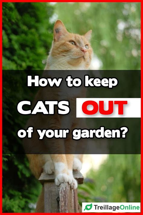 Make sure that your yard is not hospitable for critters that cats like to chase. 5 Ways to Keep Cats Out of Your Yard | Cats, Diy garden ...
