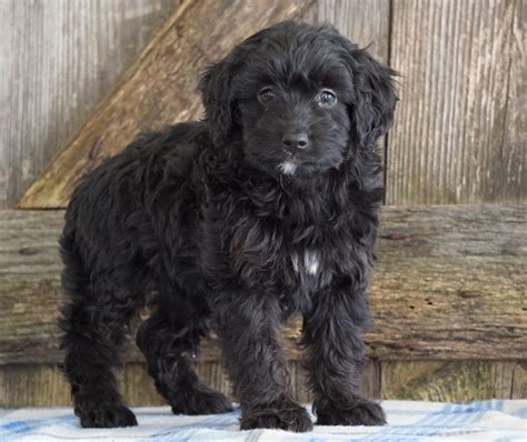 Mini Aussiedoodle For Sale Fredericksburg Oh Male Nate Ac Puppies Llc