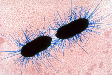 Single Celled Organisms The Christian Science Monitor