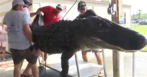 Massive Alligator Caught In Florida