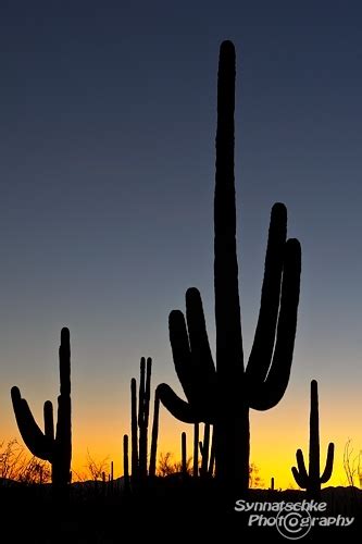 Saguaro Sunset Misc Arizona Usa Synnatschke Photography