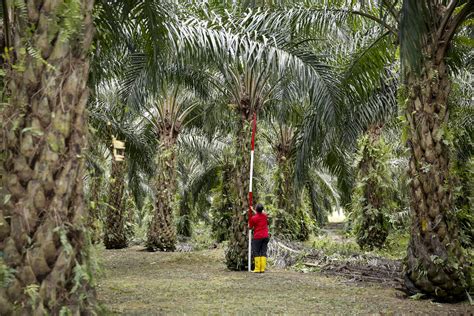 Malaysian palm oil is a food industry favorite because of its quality, wholesomeness and versatility. New Dwarf Trees Set to Revolutionize Palm Oil Market ...