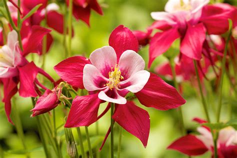 Summer Flowers Columbine Learn About Nature