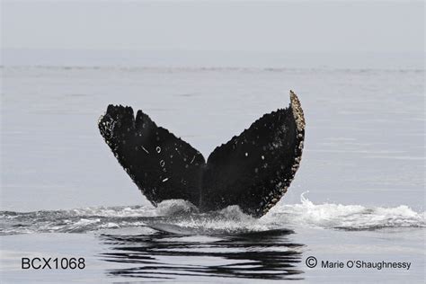 Whales And Dolphins Bc Sightings Cetacean Sightings Nrkws Transient