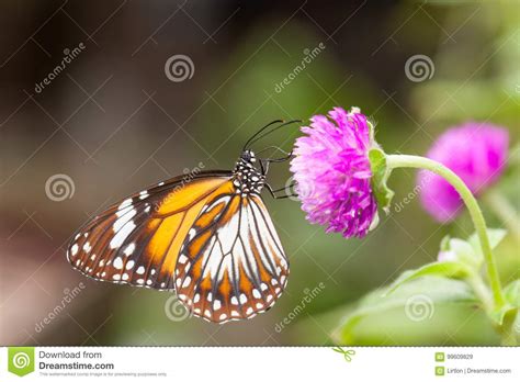 Farfalla Malese Di Affinis Del Danaus Della Tigre Che Raccoglie Nettare