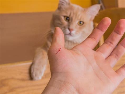 ¡cuidado Los Arañazos Y Las Mordeduras De Gato Pueden Infectarse