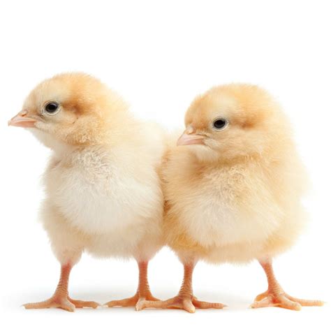 F1 Chicks Neochicks Poultry Ltd 0707787884