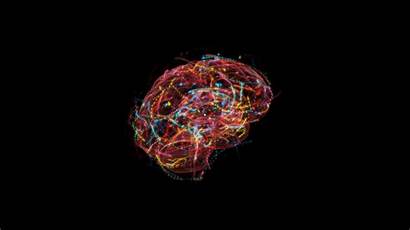 Brain Quantum Spin States Magazine Quanta Neuroscience