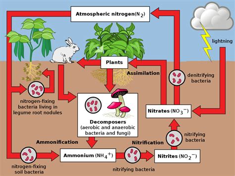 What Is Nitrogen Cycle Diagram Stages Importance Tutoroot