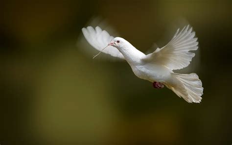 White Dove Bird Flying Photo 7029779