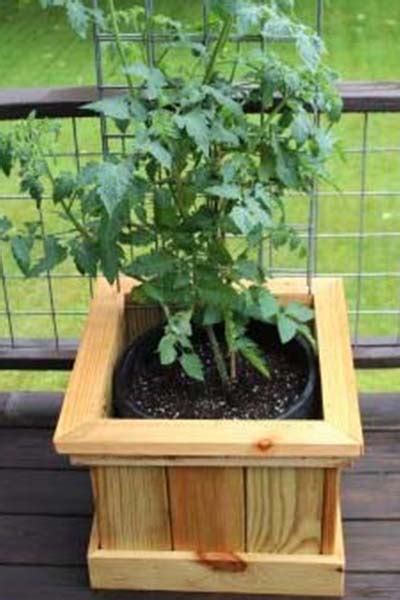 Growing Vegetables In Buckets