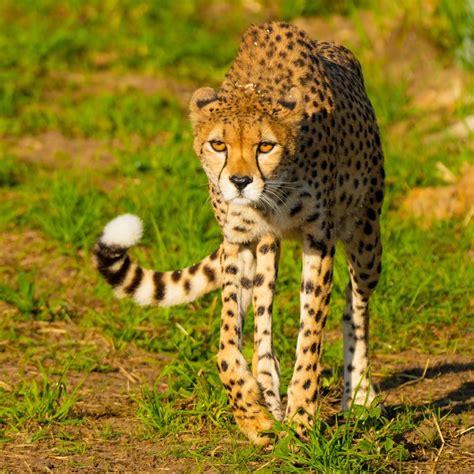 Yorkshire Wildlife Park Has Introduced Two Cheetahs For The First Time