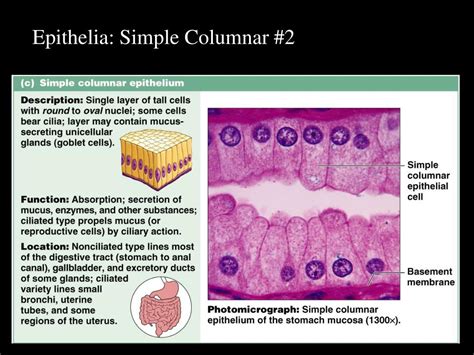 Ppt Histology Study Of Tissues Powerpoint Presentation Free