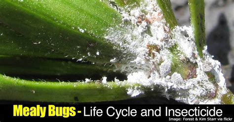 Mealy Bugs How To Get Rid Of Mealybugs Control Guide