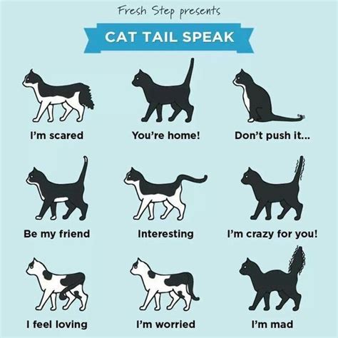 Straight Up Tails Generally Mean That Your Cat Is Happy And Confident A Tail Straight Up When