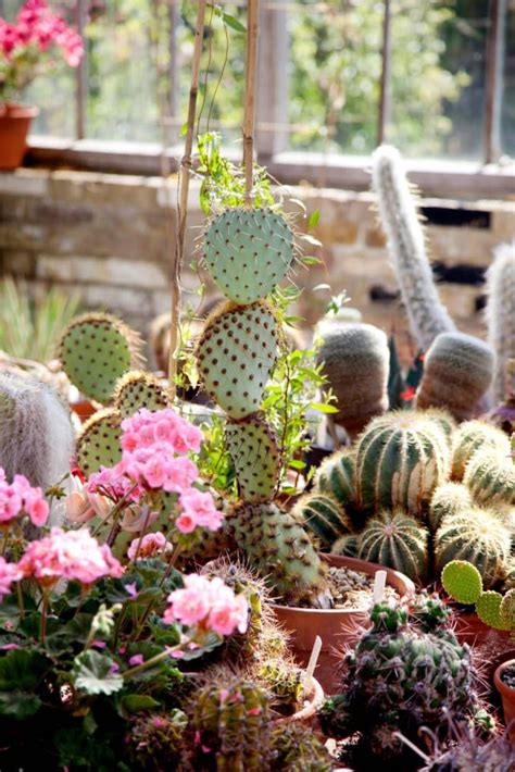 20 Beautiful Cactus Garden Ideas For Best Garden Inspirations